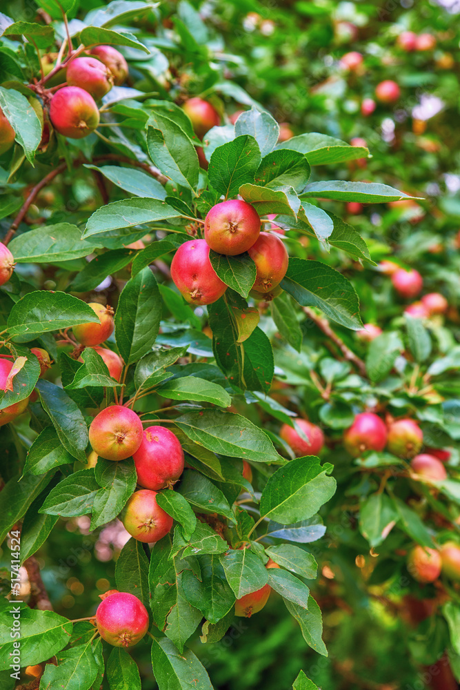 Closeup of red apples ripening on a tree with vibrant leaves in a sustainable orchard on a farm in remote countryside. Growing fresh, healthy fruit produce for nutrition on an agricultural farmland Closeup of red apples ripening on a tree with vibrant leaves in a sustainable orchard on a farm in remote countryside. Growing fresh, healthy fruit produce for nutrition on an agricultural farmland