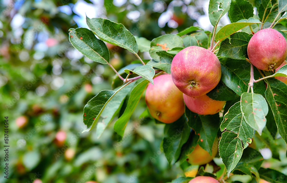 Red apples ripening on an orchard tree on blurred green background with copy space. Organic fruit growing on a cultivated or sustainable farm. Fresh, healthy produce during the harvesting season Red apples ripening on an orchard tree on blurred green background with copy space. Organic fruit growing on a cultivated or sustainable farm. Fresh, healthy produce during the harvesting season