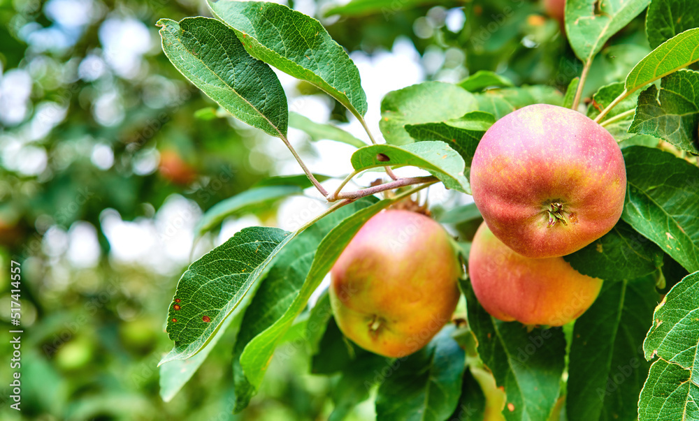 Fresh, organic fruit growing on an orchard on a sustainable farm or garden during harvesting season with copyspace. Delicious red apples on a green tree against blurred background with copy space Fresh, organic fruit growing on an orchard on a sustainable farm or garden during harvesting season with copyspace. Delicious red apples on a green tree against blurred background with copy space