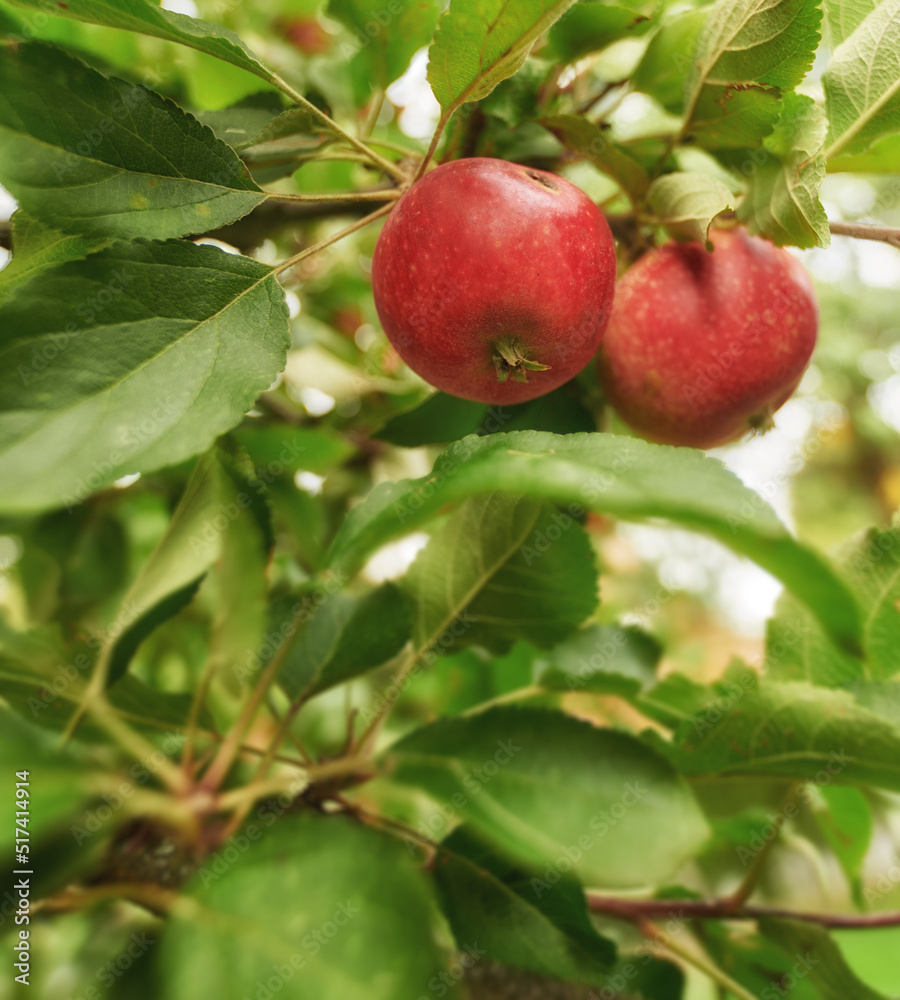 Closeup of fresh red apples, healthy and delicious snack fruit growing for nutrition, diet or vitamins. Apple tree on sustainable orchard farm in remote countryside with lush green stems and branches Closeup of fresh red apples, healthy and delicious snack fruit growing for nutrition, diet or vitamins. Apple tree on sustainable orchard farm in remote countryside with lush green stems and branches
