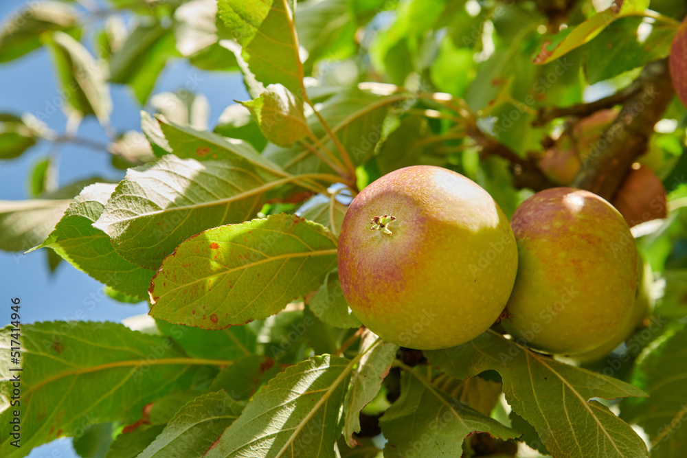 Juicy green apples ready to be harvested from a tree on a farm. Delicious ripe Honeycrisp fruit prepared to be gathered and sold as organic and fresh produce. Fresh food to be picked for eating Juicy green apples ready to be harvested from a tree on a farm. Delicious ripe Honeycrisp fruit prepared to be gathered and sold as organic and fresh produce. Fresh food to be picked for eating