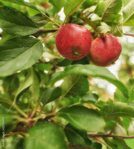 Closeup of fresh red apples, healthy and delicious snack fruit growing for nutrition, diet or vitamins. Apple tree on sustainable orchard farm in remote countryside with lush green stems and branches