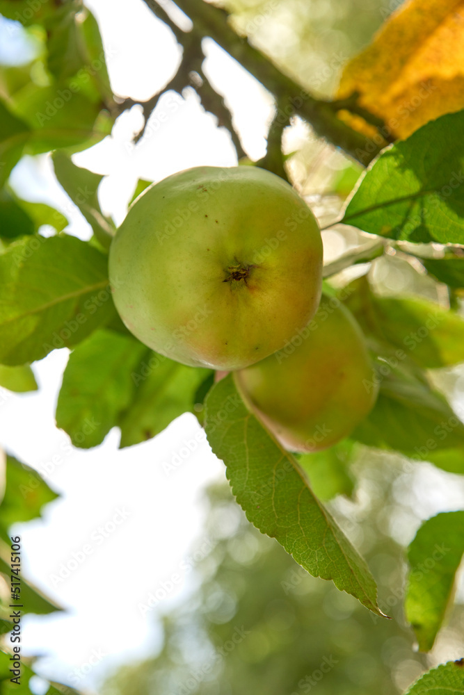 Closeup of fresh green apples on sustainable orchard farm in farming countryside with branch leaves. View of an apple tree with healthy, delicious snack fruit growing for nutrition, diet or vitamins Closeup of fresh green apples on sustainable orchard farm in farming countryside with branch leaves. View of an apple tree with healthy, delicious snack fruit growing for nutrition, diet or vitamins