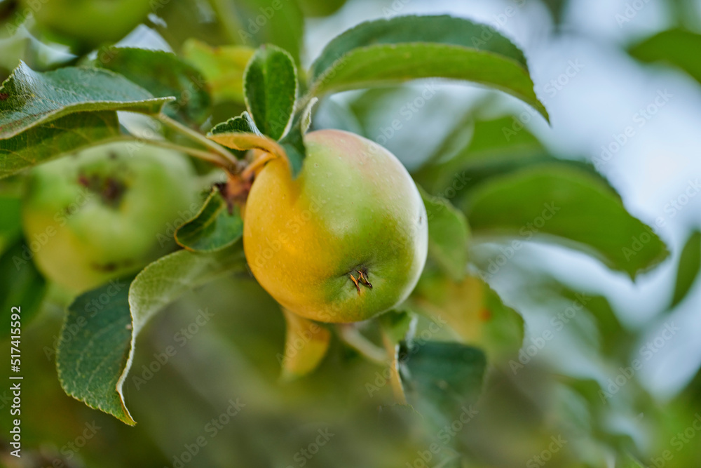 Closeup of a green apple ripening on a tree in a sustainable orchard on a farm in a remote countryside from below. Growing fresh, healthy agricultural fruit produce for nutrition and vitamins Closeup of a green apple ripening on a tree in a sustainable orchard on a farm in a remote countryside from below. Growing fresh, healthy agricultural fruit produce for nutrition and vitamins