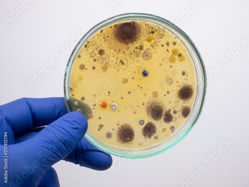 The scientist holds in his hand a large Petri dish with different colonies of bacteria on a white background, close-up.