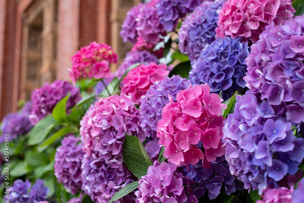 Stunning pink, blue and purple hydrangeas, photographed in the John Madejski Garden courtyard at the VIctoria and Albert Museum, London. Stunning pink, blue and purple hydrangeas, photographed in the John Madejski Garden courtyard at the VIctoria and Albert Museum, London.