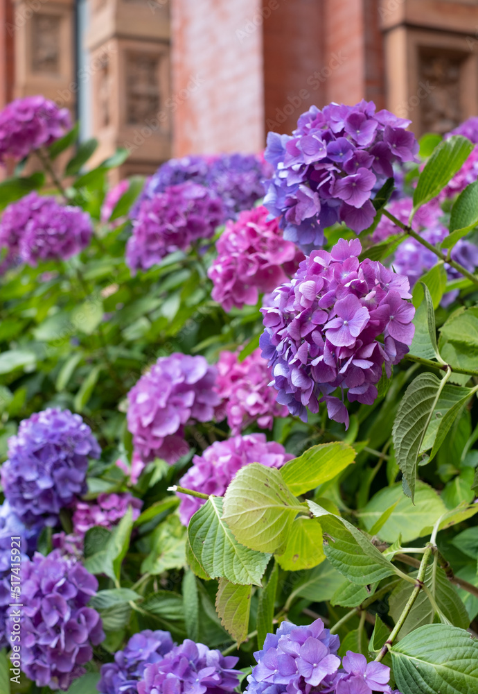 Stunning pink, blue and purple hydrangeas, photographed in the John Madejski Garden courtyard at the VIctoria and Albert Museum, London. 