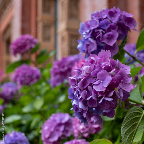 Stunning pink, blue and purple hydrangeas, photographed in the John Madejski Garden courtyard at the VIctoria and Albert Museum, London.  photo