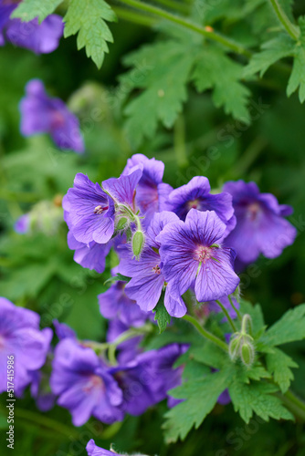 Closeup of beautiful plants with vibrant violet petals blooming and blossoming in spring in a lush environment. Purple or blue geranium flowers growing in a botanical garden on a sunny day outdoors