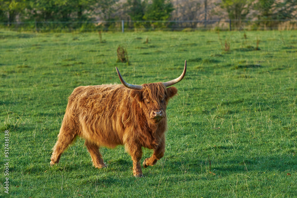 Brown hairy highland cow with horns on a green field in rural countryside with copy space. Breeding cattle and livestock on a farm for the beef industry. Landscape with animals in grazing nature Brown hairy highland cow with horns on a green field in rural countryside with copy space. Breeding cattle and livestock on a farm for the beef industry. Landscape with animals in grazing nature