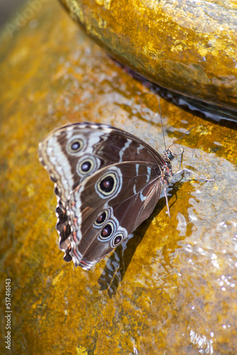 The vivid blue hidden beneath the brown and white speckled wings of the blue morpho neotropical butterfly as it drinks from the water cascading down the stone fountain