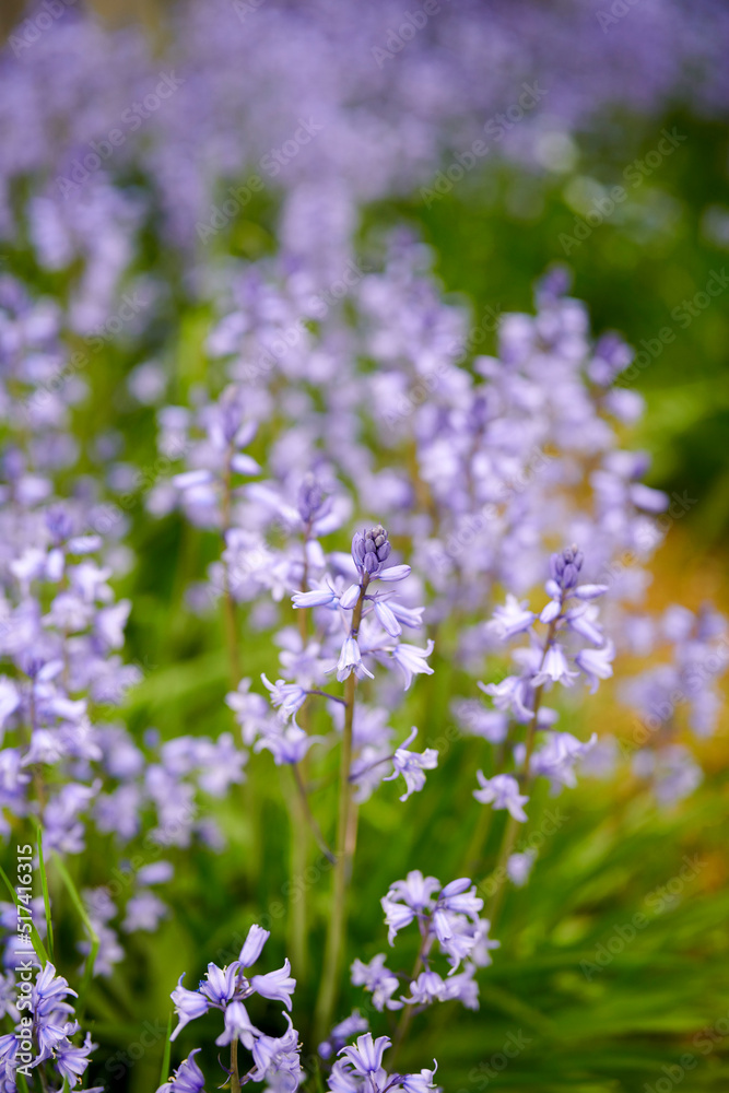 Vibrant Bluebell flowers growing in a backyard garden on a summer afternoon. A bunch of bright purple plants outdoors in a botanical forest. Detail of foliage blooming in nature during spring