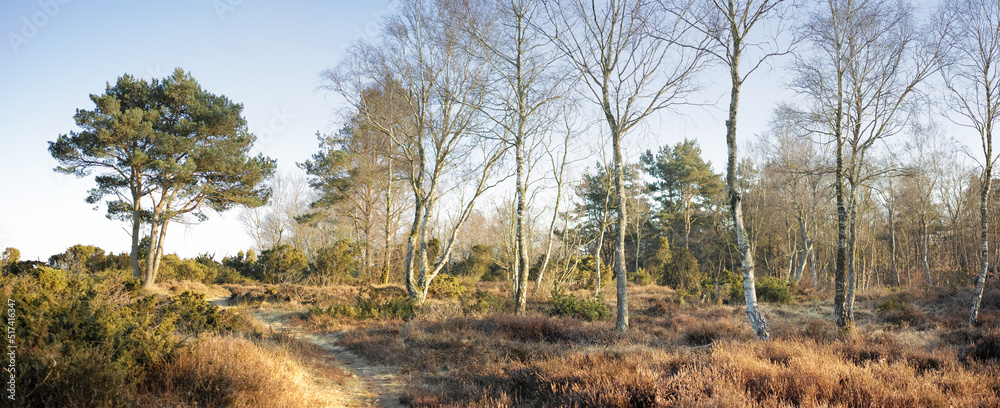 Landscape view of a grassy deserted park in autumn. Secluded and empty grassland or forest with trees, bushes, and greenery. Plants and vegetation in a remote and rural natural area in nature Landscape view of a grassy deserted park in autumn. Secluded and empty grassland or forest with trees, bushes, and greenery. Plants and vegetation in a remote and rural natural area in nature