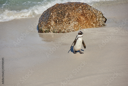 Fototapeta Naklejka Na Ścianę i Meble -  Black footed penguin at Boulders Beach, Cape Town, South Africa with copy space on a sandy shore. One cute jackass or cape penguin from the spheniscus demersus species as endangered animal wildlife