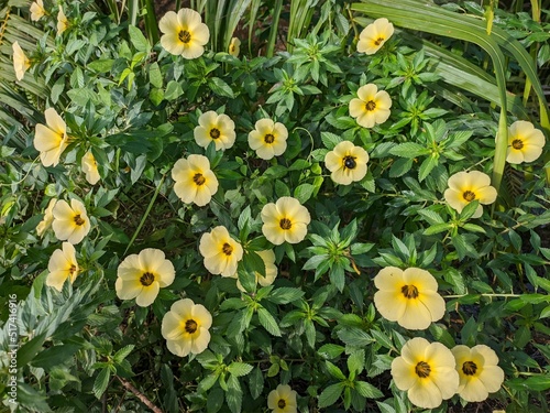 Damiana Flower (Turnera Ulmifolia) blooming in the morning photo