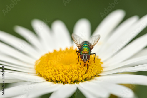 Closeup of a fly feeding of nectar on a white Marguerite daisy flower in a private or secluded home garden. Macro and texture detail of common green bottle insect pollination and plant pest control