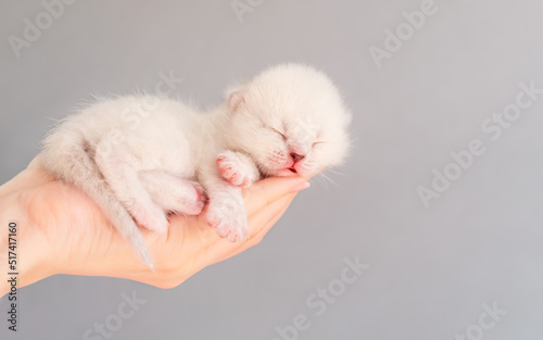 Newborn white kitten sleeping in human hands.