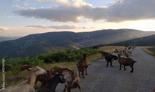 Cabras y borregos en un monte de Galicia