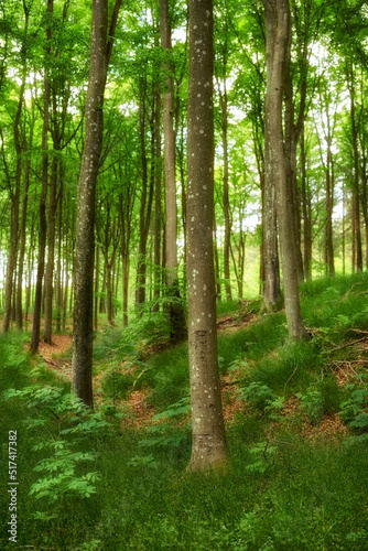 Wild hardwood trees growing in a forest with green plants and shrubs. Scenic landscape of tall tree trunks with lush leaves in nature at spring. Peaceful scenery and magical views in a park or woods