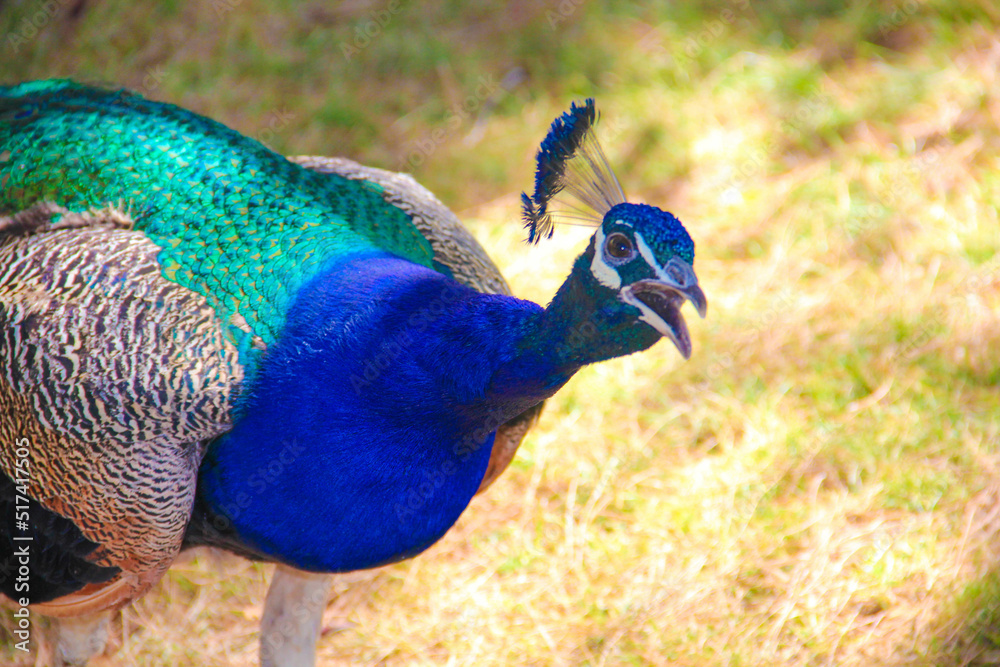 Fototapeta premium Lovely peacock