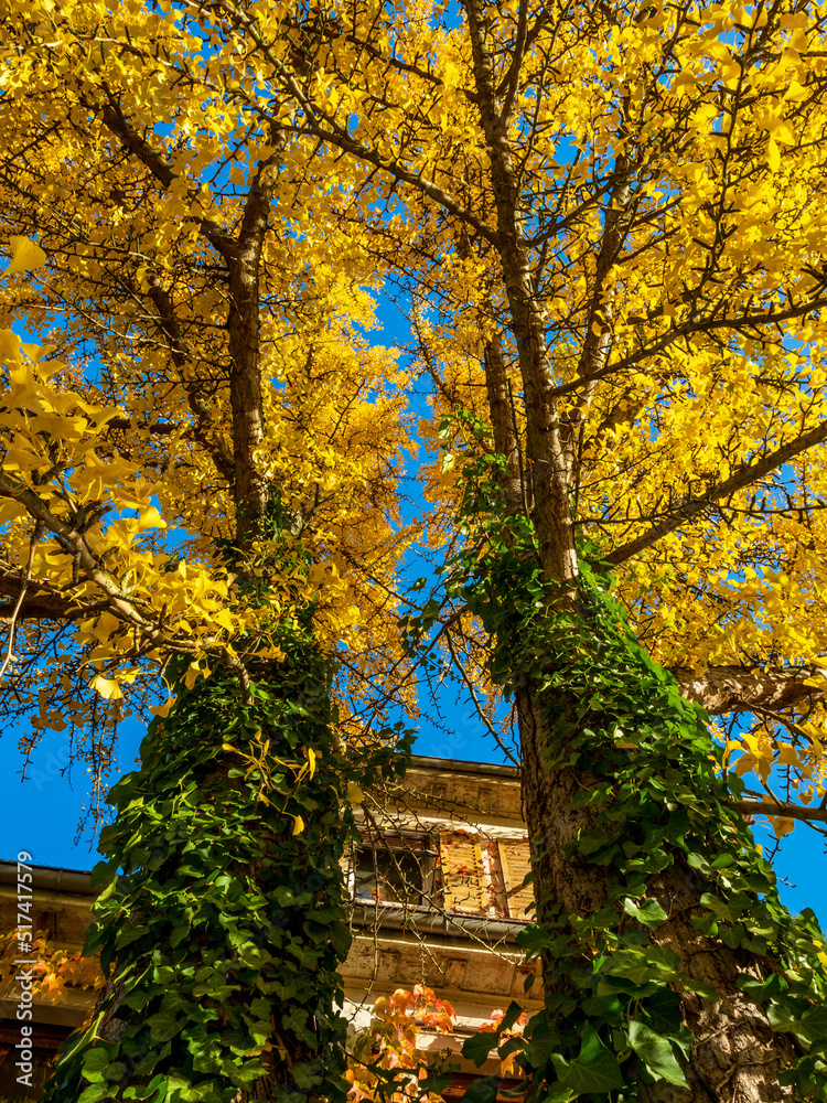 Autumn colors in the city of Strasbourg. Yellow, red, orange Autumn colors in the city of Strasbourg. Yellow, red, orange
