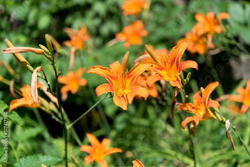 orange tiger lilies in the bright sun