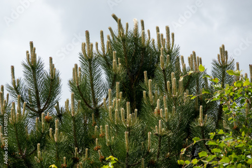 close up of a summer Scot pine (Pinus sylverstris)