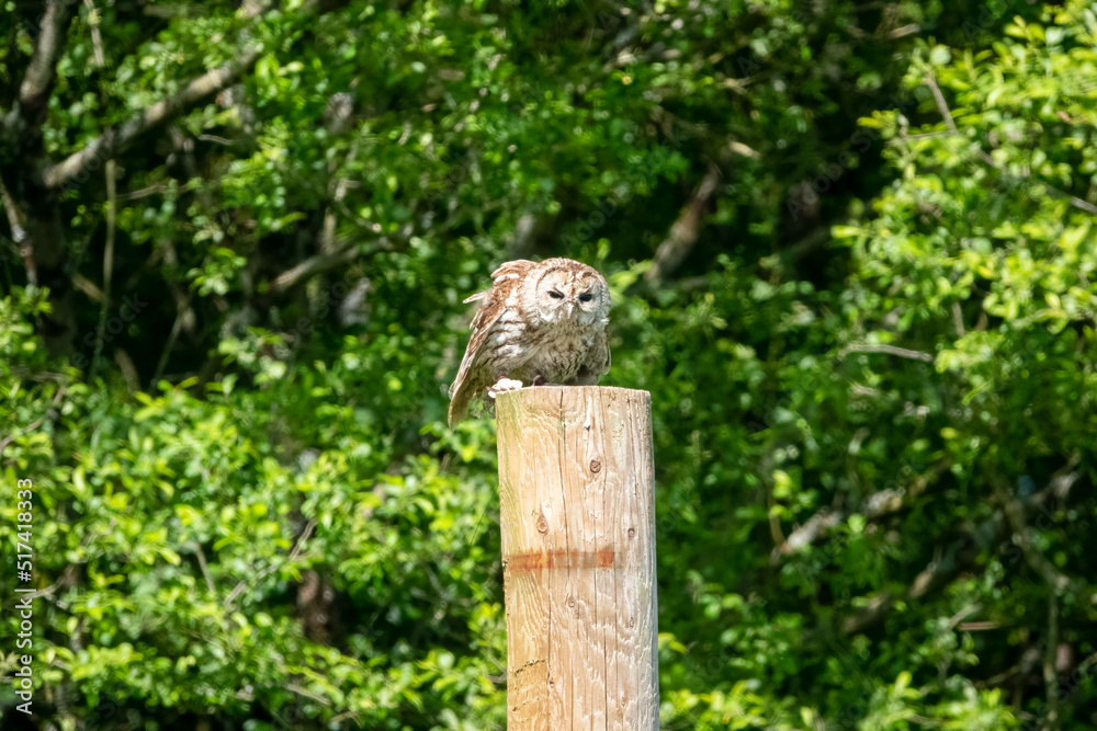 a Tawny Owl (Strix aluco) in demonstration at a bird of prey centre a Tawny Owl (Strix aluco) in demonstration at a bird of prey centre