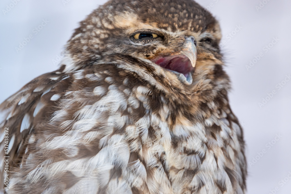 Fototapeta premium detailed closeup face of a little owl (Athene noctua)