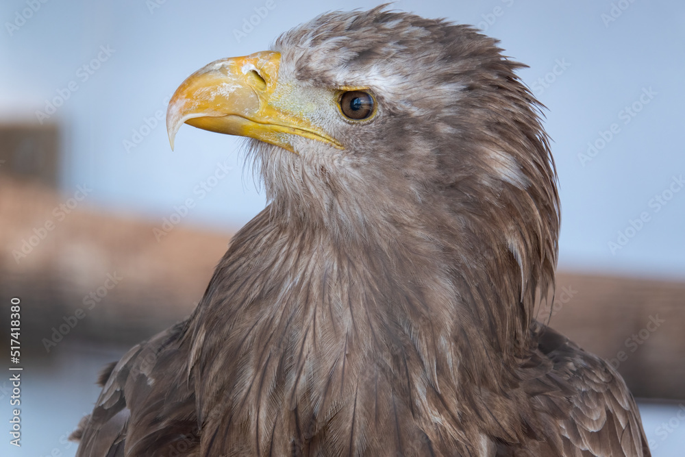 closeup face of a white tailed sea eagle (Haliaeetus albicilla) closeup face of a white tailed sea eagle (Haliaeetus albicilla)