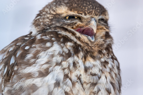 detailed closeup face of a little owl (Athene noctua)