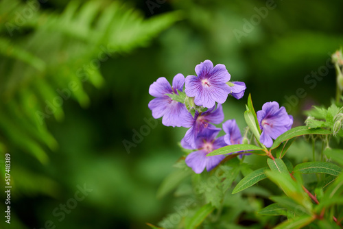 Geranium flowers grow in a backyard garden in summer. Beautiful violet flowering plant blooming on a field or meadow during springtime. Pretty wildflowers in their natural organic habitat in nature