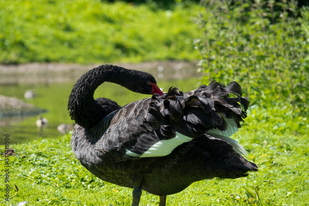 Fototapeta premium close up of a pair of Black swans (Cygnus atratus)