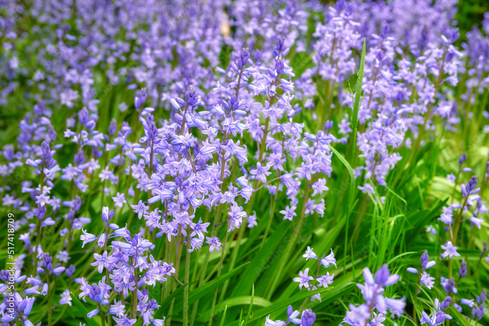 Purple Spanish bluebell flowers growing in a garden in spring. Multiple pretty and colorful perennial flowering plants with green leaves and stems blooming outdoors in a park or backyard Purple Spanish bluebell flowers growing in a garden in spring. Multiple pretty and colorful perennial flowering plants with green leaves and stems blooming outdoors in a park or backyard