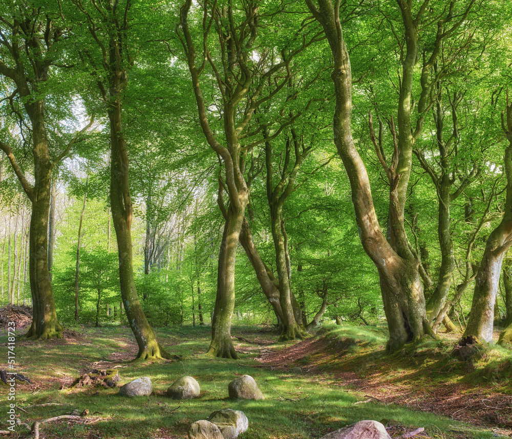 Lush green cultivated forest with trees in spring. Empty and secluded woodland with growing and blooming vegetation in an undisturbed natural area. Landscape view of a magical remote park in summer Lush green cultivated forest with trees in spring. Empty and secluded woodland with growing and blooming vegetation in an undisturbed natural area. Landscape view of a magical remote park in summer