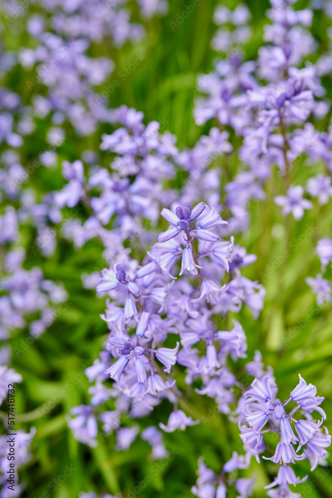 Vibrant Bluebells growing in a garden in spring on a sunny day. Bright flowers bloom in a green field outdoors in nature on a summer afternoon. Purple plants blossoming in a botanical lawn Vibrant Bluebells growing in a garden in spring on a sunny day. Bright flowers bloom in a green field outdoors in nature on a summer afternoon. Purple plants blossoming in a botanical lawn