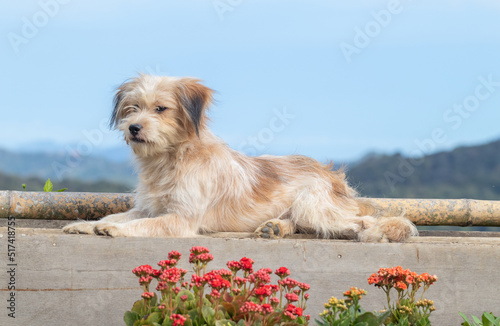 Shih Tzu dog on resting time in the yard