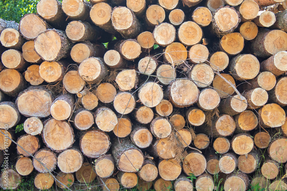 Wooden Logs with Forest on Background Trunks of trees cut and stacked in the foreground Wooden Logs with Forest on Background Trunks of trees cut and stacked in the foreground