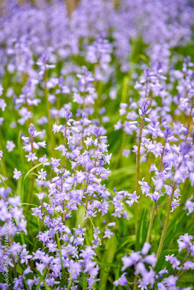 Obraz premium Closeup of common bluebell flowers growing and flowering on green stems in remote field, meadow or home garden. Textured detail of backyard blue kent bell or campanula plants blossoming and blooming
