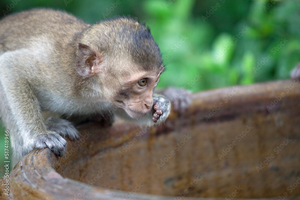 Naklejka premium 可愛いサル