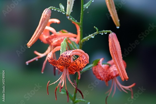 Tokyo,Japan - July 17, 2022: Tiger Lily or Lilium lancifolium Thunb or Oniyuri in the rainy morning
 photo