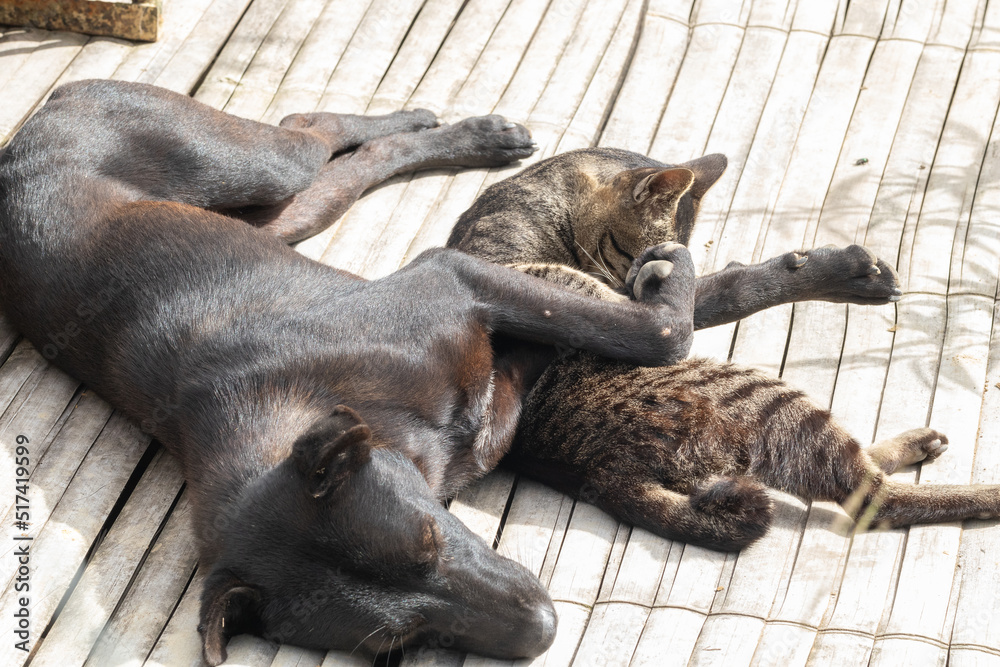 a cat and a dog on resting time at the yard a cat and a dog on resting time at the yard