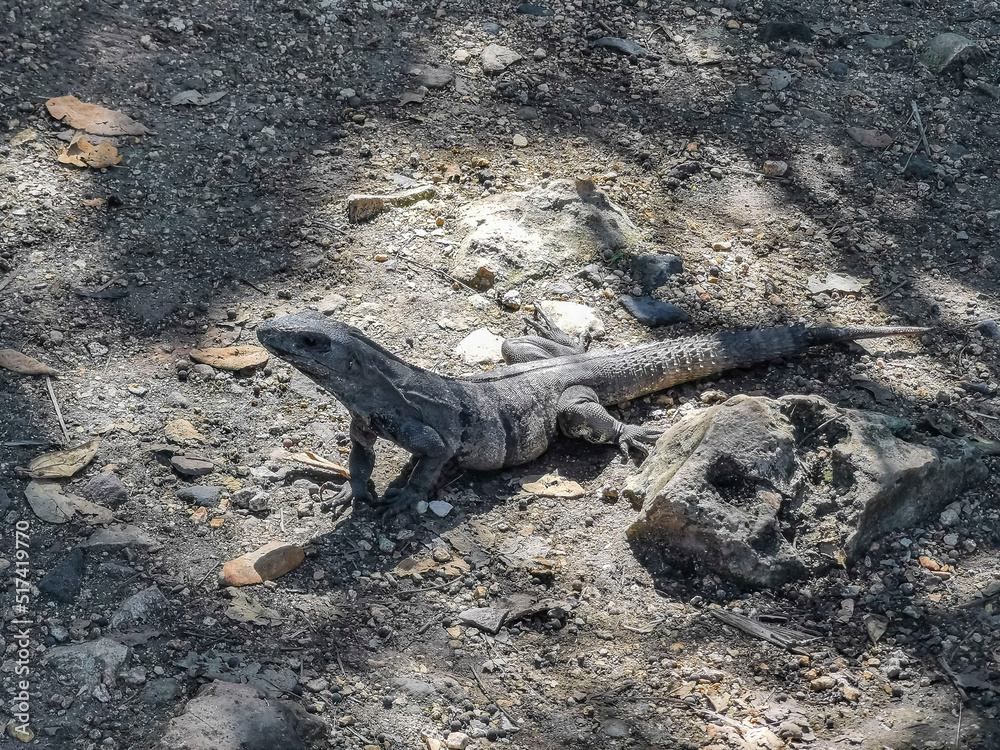 Fototapeta premium Iguana on ground Tulum ruins Mayan site temple pyramids Mexico.