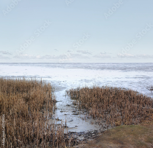 Fototapeta Naklejka Na Ścianę i Meble -  Beautiful landscape of forest dry land near the beach with copy space. Natural foliage on the coastline on a summer day with a cloudy blue sky background and copy space. A peaceful view of the coast