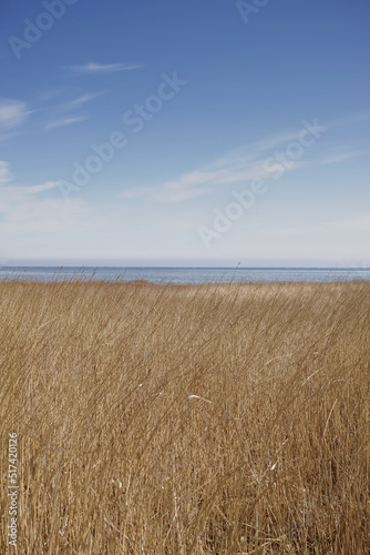 Landscape of reeds at a lake against blue sky background with copyspace by the sea. Calm marshland with wild dry grass in Kattegat  Jutland  Denmark. Peaceful and secluded fishing location in nature