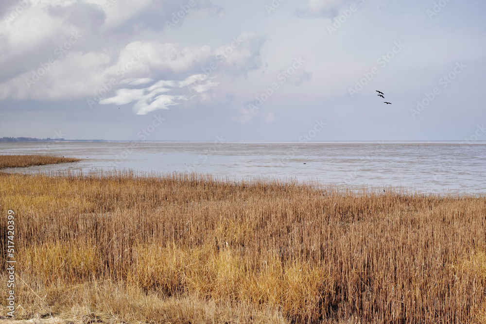 Landscape of a lake with reeds against an overcast horizon by the seaside. Calm marsh on a cloudy day in winter with wild dry grass in Denmark. Peaceful and secluded fishing location in scenic nature Landscape of a lake with reeds against an overcast horizon by the seaside. Calm marsh on a cloudy day in winter with wild dry grass in Denmark. Peaceful and secluded fishing location in scenic nature