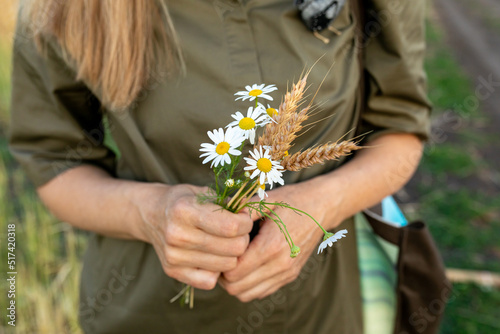 bouquet of wheat and field chamomile in women's hands