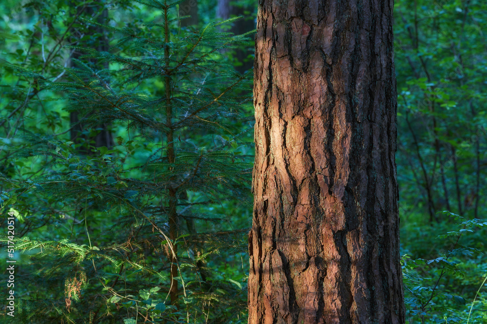 Closeup of a tree stump growing in lush green forest, pine trees growing with nature in harmony. Tranquil silent morning in zen, quiet jungle with a soothing calm natural environment and fresh air