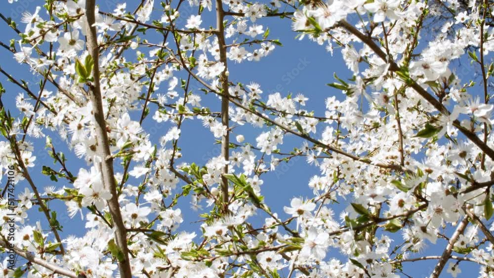 White flowers of on a cherry tree close up. Flowering Cherry flowers. Opening Sakura flowers on branches Cherry tree. Spring Flowers. High quality 4k footage White flowers of on a cherry tree close up. Flowering Cherry flowers. Opening Sakura flowers on branches Cherry tree. Spring Flowers. High quality 4k footage