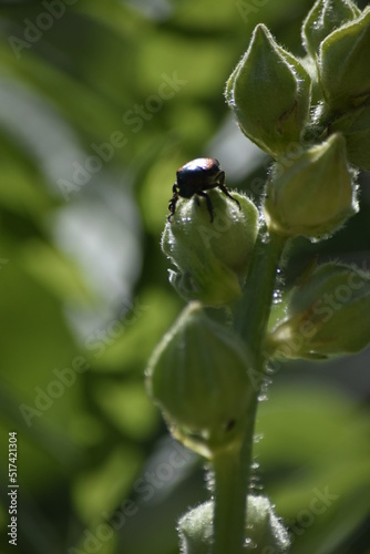 Wallpaper Mural bug on a flower buds  Torontodigital.ca